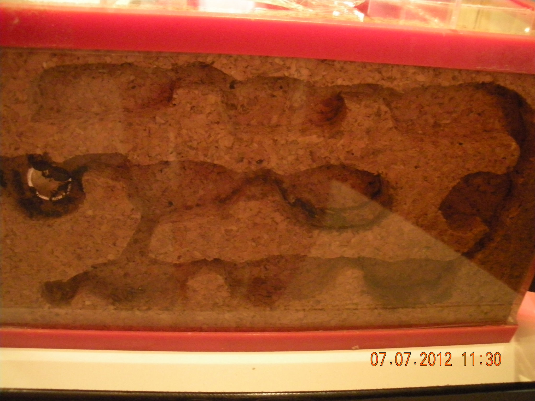 Taxomara 2012 056